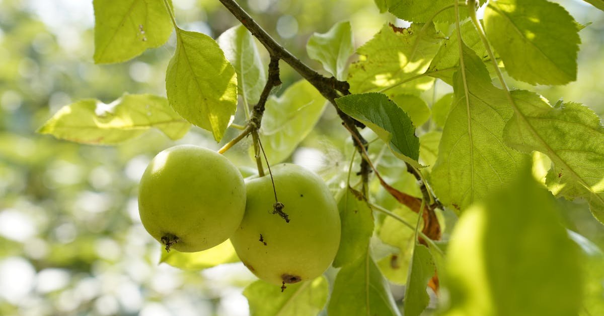 Spinnmilben-Alarm im Obstgarten: Die besten natürlichen Methoden für kerngesunde Obstbäume