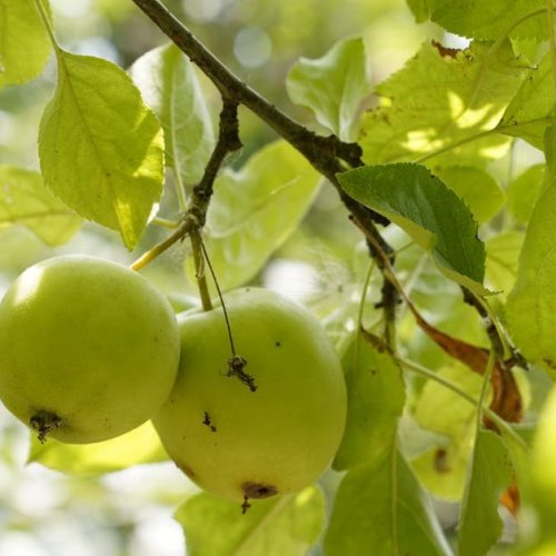 Spinnmilben-Alarm im Obstgarten: Die besten natürlichen Methoden für kerngesunde Obstbäume