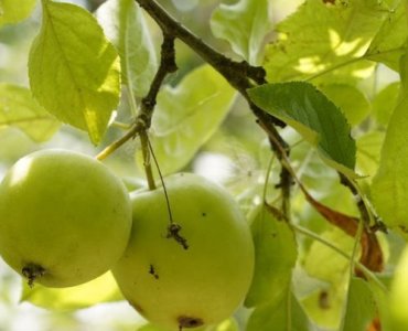 Spinnmilben-Alarm im Obstgarten: Die besten natürlichen Methoden für kerngesunde Obstbäume