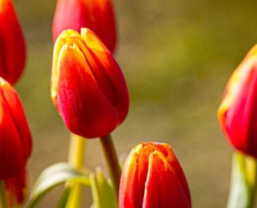 Mai-Zauber mit Gartentulpen: Kreative Dekoideen für Haus, Balkon und Garten