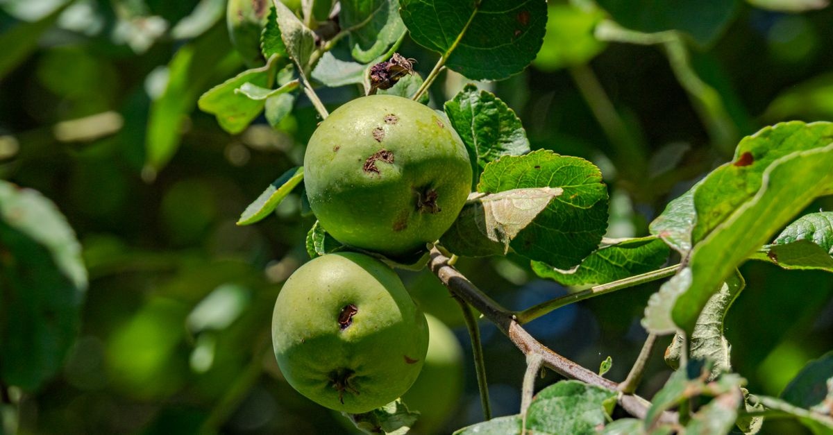 Apfelbaum SOS: Spinnmilben erkennen, stoppen und nachhaltig vorbeugen