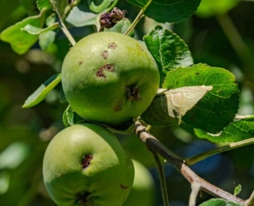 Apfelbaum SOS: Spinnmilben erkennen, stoppen und nachhaltig vorbeugen