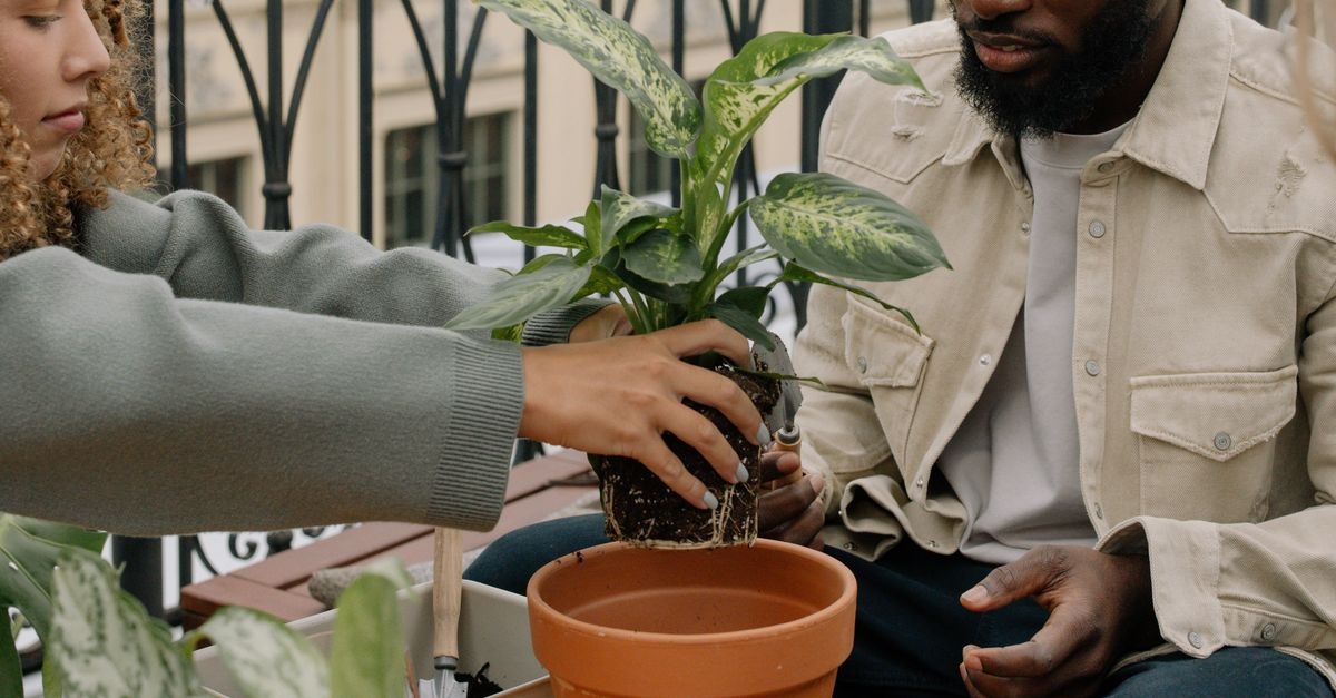 Mehr Grün, mehr Privatsphäre: Dein DIY-Sichtschutz für den Balkon mit Pflanzen
