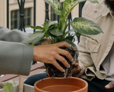 Mehr Grün, mehr Privatsphäre: Dein DIY-Sichtschutz für den Balkon mit Pflanzen