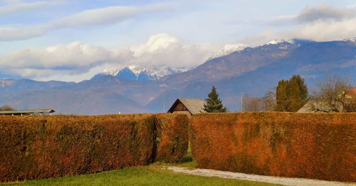 Grüne Grenzen mit Stil: So wählen Sie die besten Laubsträucher für Ihre Traumhecke