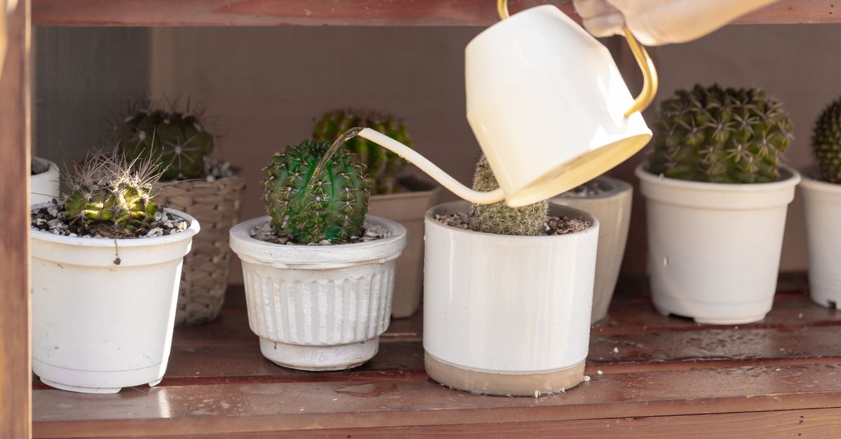Kleiner Garten, große Wirkung: Pflegearme Pflanzlieblinge für stressfreies Grün
