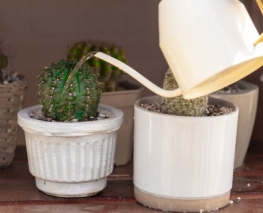 Kleiner Garten, große Wirkung: Pflegearme Pflanzlieblinge für stressfreies Grün
